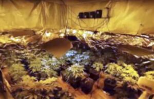 Condenados por mayor incautación de cannabis del año cumplirán pena en libertad