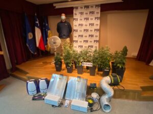 Incautan 18 plantas de cannabis en Natales
