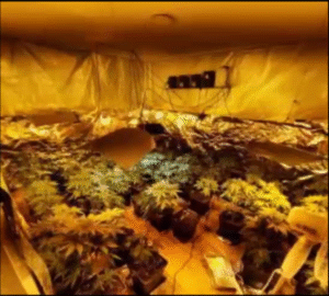 Con libertad vigilada quedan trío condenado por tráfico de cocaína y cannabis