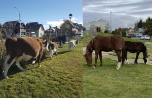 Municipio se querella contra responsables de soltar animales en calles y avenidas