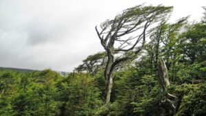 Usos y beneficios de cinco plantas medicinales endémicas de Magallanes