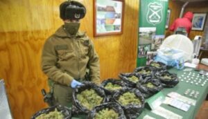 Acusado de tráfico de cannabis es condenado solo por cultivo