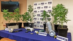 PDI incautó plantas de marihuana en Punta Arenas