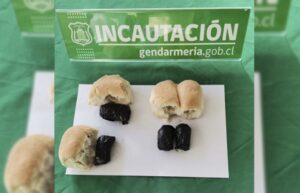 Frustran ingreso de tres encomiendas a la cárcel con cannabis y comprimidos