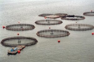 Detectan otro brote Covid en salmonera de Puerto Natales