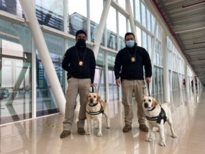 PDI aumenta presencia en aeropuerto con la inclusión de canes detectores de drogas