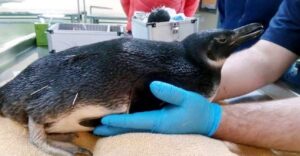 Inusual rehabilitación recibe pingüino magallánico