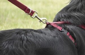 Investigan a propietario de galgo que  mordió en el rostro a niña de 2 años