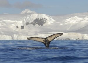 Sorprendente estudio sobre viaje de ballenas jorobadas