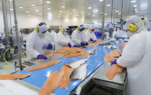 Salmonicultura podría alcanzar los 4.200 empleos a finales de este año