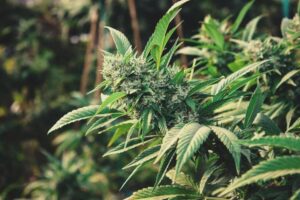 Absuelven a joven que cultivaba 19 plantas de cannabis por procedimiento policial viciado