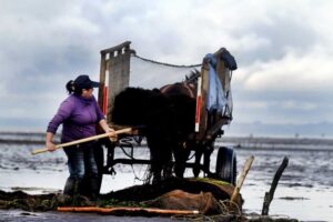 Anuncian creación de Red Latinoamericana de Mujeres de la Pesca Artesanal