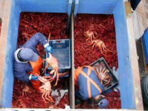 Demandan a pesquera por extracción sin autorización de 213 kilos de centolla
