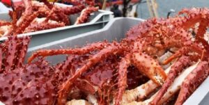Demandan a pesquera por extracción no autorizada de 213 kilos de centolla viva