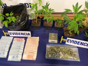 Un detenido tras incautación de 4 millones en cannabis sativa