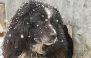 Agrupación “Pana callejero” organiza Jornada de adopción de mascotas