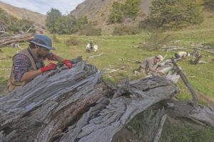 Realizan hallazgo de 23 nuevas especies de arácnidos e insectos en Magallanes