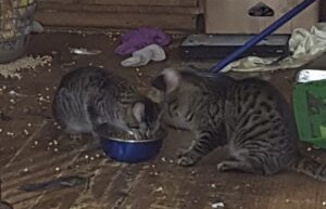 Épica sobrevivencia de cinco mascotas en una casa abandonada