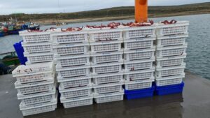 Sernapesca Magallanes devolvió 490 kilos de centolla viva al mar