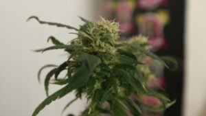 Condenados por 589 gramos de marihuana y tres plantas pagarán multa de 300 mil