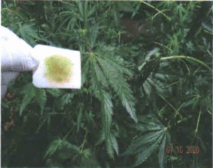 Dueños de 45 plantas de cannabis pagarán multa de 500 mil pesos