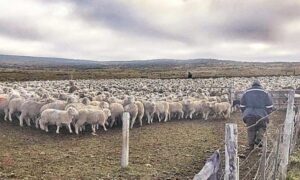 Corte mantiene en prisión a investigado por robo de 371 ovinos