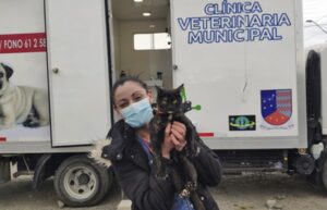 Los felinos de Porvenir tuvieron su atención en la Clínica Veterinaria Móvil