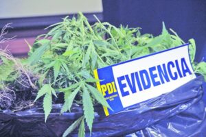 Inician investigación contra joven al que le incautaron 200 gramos de marihuana y seis plantas