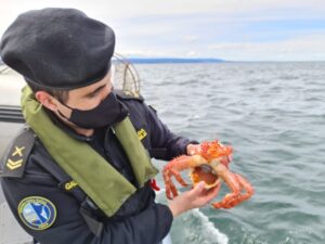 Más de 1.100 centollas han incautado Armada y Sernapesca