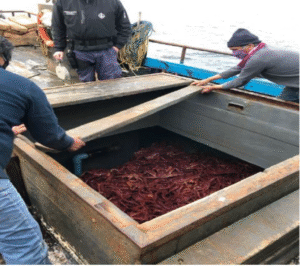 Sernapesca denuncia extracción ilegal de 777 kilos de centolla y pide sanción de $14 millones