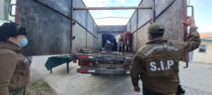 Detenidos por abigeato avaluado en $ 4 millones quedan con arresto nocturno