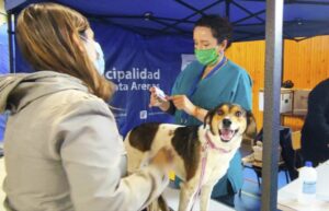 Municipio realizará hoy operativo de mascotas en Punta Arenas