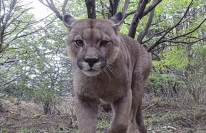 Cámaras trampa ampliarán monitoreo de la fauna nativa en Parque Torres del Paine