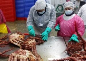 Denuncian extracción irregular de 290 kilos de centolla
