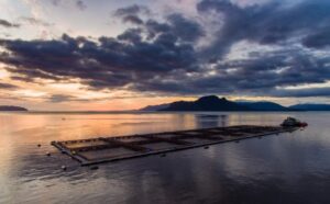 Salmonicultura de Magallanes logra importante clasificación mundial