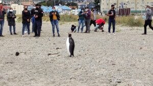Pingüino Rey llegó a pasear por orilla del Estrecho