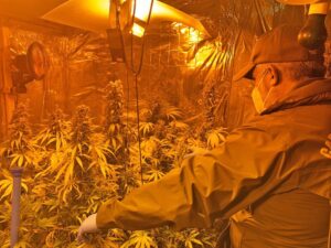 Exseremi en Gobierno de Bachelet formalizado por tráfico de drogas y cultivo de cannabis