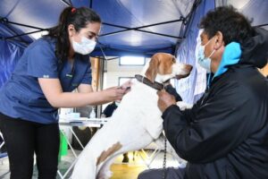 COLMEVET Magallanes advierte sobre estafas en atención de mascotas