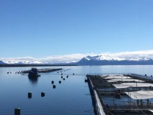 Magallanes obtiene buena calificación salmonera