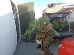 Carabineros incauta millonaria plantación de marihuana