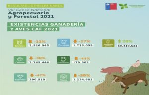 VIII Censo Agropecuario muestra importantes bajas en masa ganadera del país
