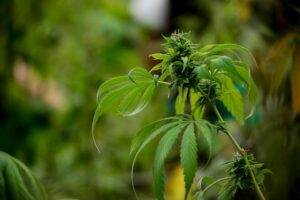 Descubierto con 13 plantas de cannabis tendrá que pagar multa de 54 mil pesos