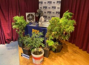 PDI detectó cultivo de marihuana