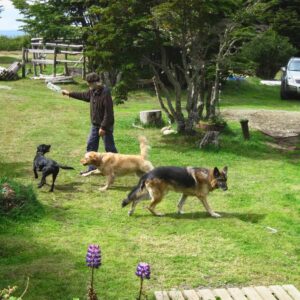 Alta demanda para el cuidado de mascotas durante vacaciones de verano en Punta Arenas