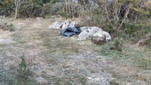 Encuentran 13 corderos muertos en el Parque Chabunco
