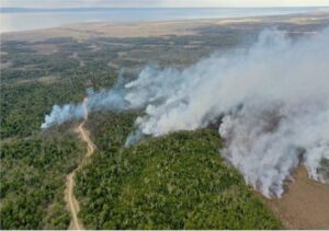 Más de 1.000 hectáreas de bosque nativo quemadas tras incendio en Timaukel