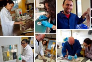 Investigación de Inach explica el origen de los pulpos del Océano Austral