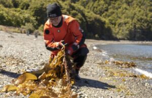 Investigadores utilizan novedoso sistema para estudiar las macroalgas en Magallanes