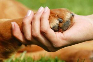 Investigan a mujer por maltrato a perro que debió ser sacrificado