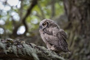 Invitan a Estancia Bahía Esperanza para realizar avistamiento de aves